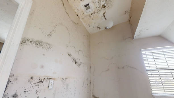 Best Air Quality Testing for Mold Spores  in Vandenberg Af, CA
