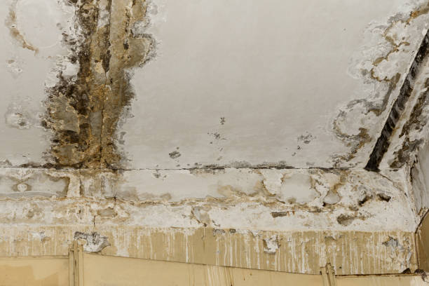 Best Water Damage & Mold Remediation  in Vandenberg Af, CA