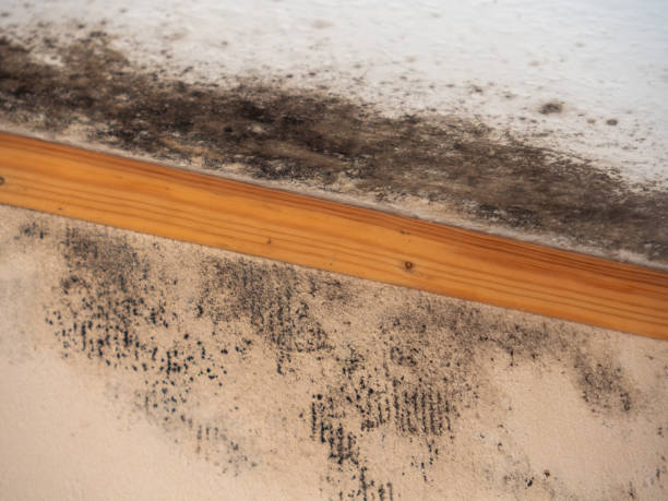 Best Emergency Mold Remediation  in Vandenberg Af, CA