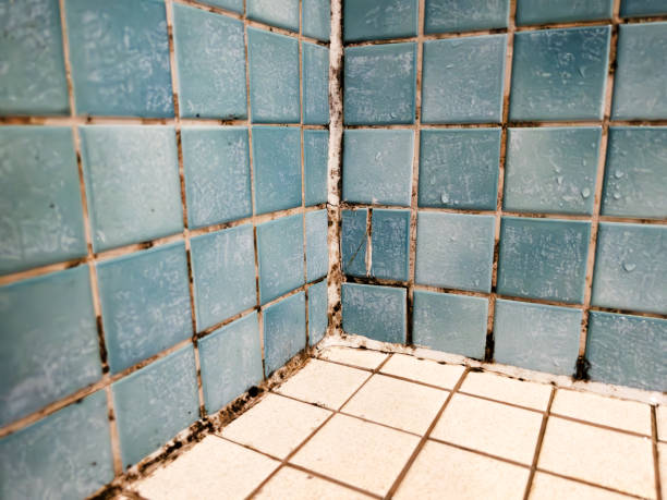 Best Mold Remediation for Healthcare Facilities  in Vandenberg Af, CA