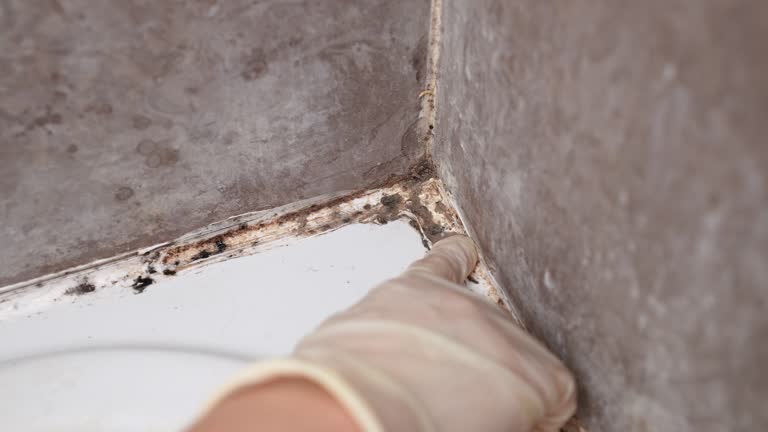 Best Basement Mold Removal  in Vandenberg Af, CA